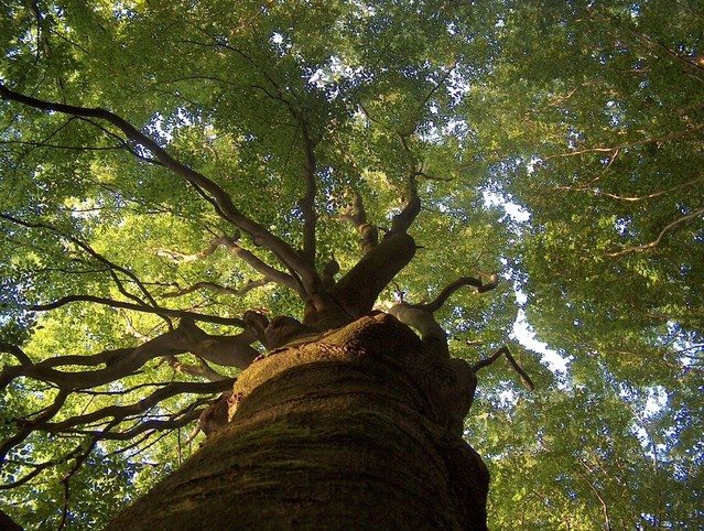 natural capital